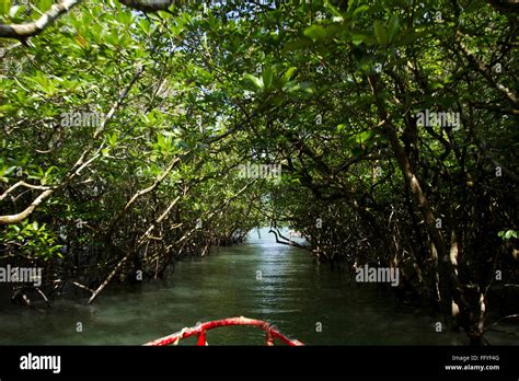 Mangrove forest Baratang Island Baratang at Andaman Islands Andaman and Nicobar Islands union ...