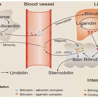 Schematic illustration of bilirubin metabolism. Aging red blood cells ...