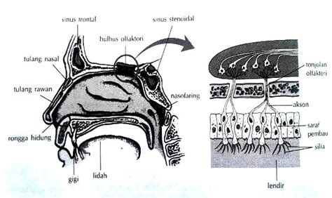 Gambar Fungsi Hidung Fungsiklopedia Gambar Fungsinya di Rebanas - Rebanas