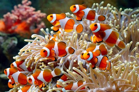 Where Do Clownfish Live? - Clownfish Habitat & Facts