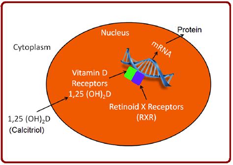 Vitamin D mediated activation of VDR and gene transcription | Download Scientific Diagram