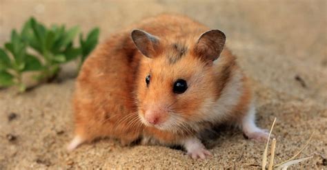 Syrian Hamster Animal Facts | Mesocricetus auratus | AZ Animals