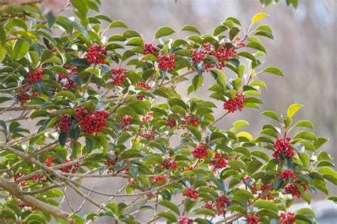 18 Species of Holly Plants