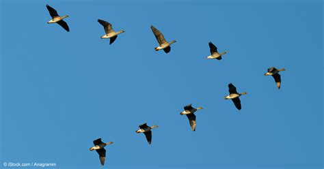 Migratory Birds Perform Stunning Aeronautical Feats