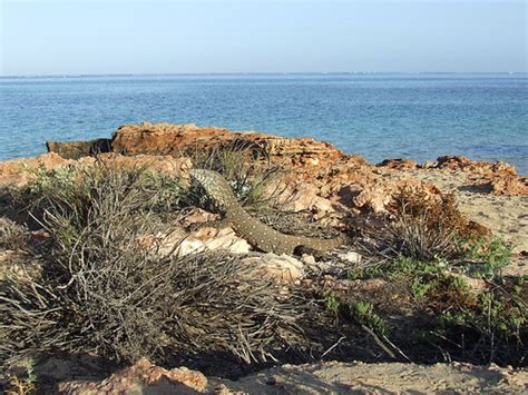 Varanidae>Varanus giganteus Perentie 0043 | Kingdom=Animalia… | Flickr