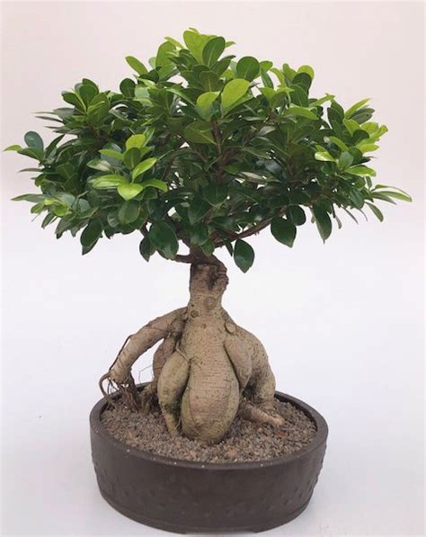 Ginseng Ficus Bonsai Tree(ficus retusa)