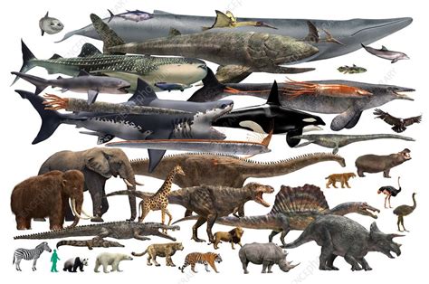 Size comparison of various animals and a human, illustration - Stock ...