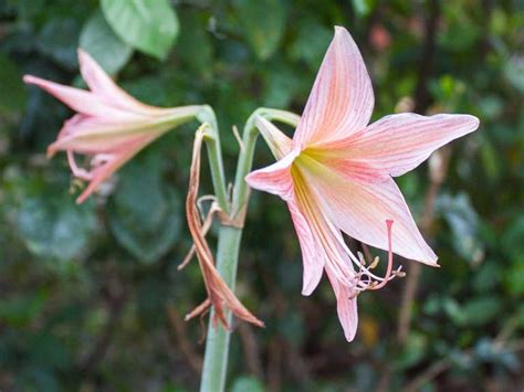 How to grow Jersey lilies (Amaryllis belladonna) - Saga