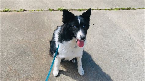 1st Leash Training Session Female Border Collie Sky - YouTube