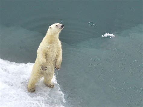 Polar bear population discovered that can survive with little sea ice