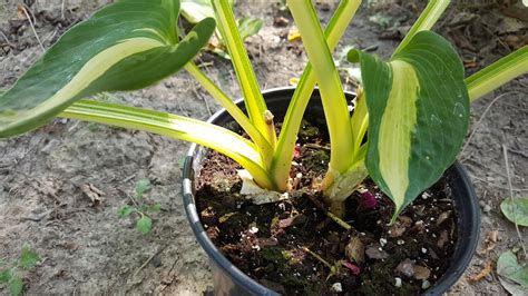 Gear Acres at Top of the Hill: Dividing Potted Hosta Plants