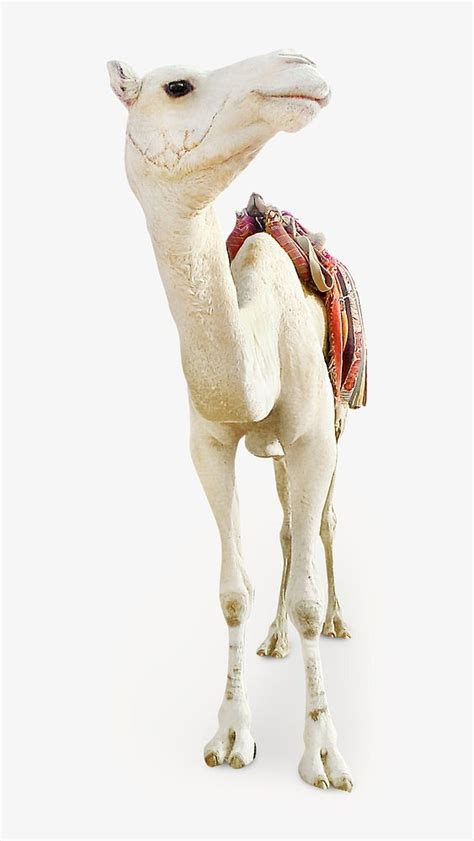 White camel image on white | Free Photo - rawpixel