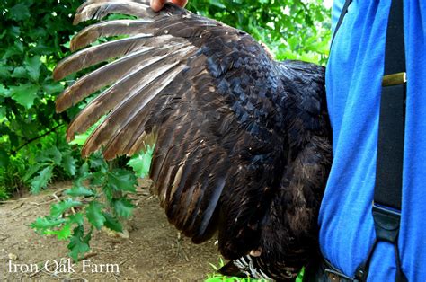 Trimming Turkey Feathers | Community Chickens