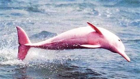 🔥 Pink Dolphin : NatureIsFuckingLit