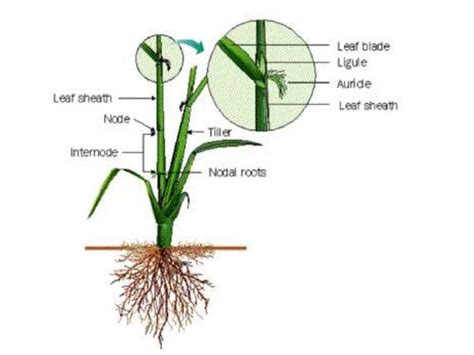 Anatomy of stem,root and leaf of rice