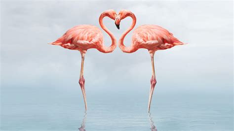 Flamingo HD Wallpapers - Top Free Flamingo HD Backgrounds - WallpaperAccess