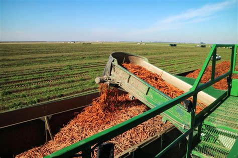 Watch: harvest with the biggest carrot producers in the world - 28 ...