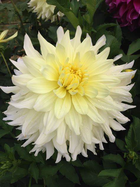 Giant Dahlia from Courtenay Farm Beautiful Flowers Garden, Flower Garden, Flower Photos, Secret ...