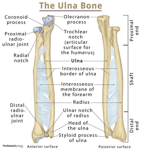 Ulna: Definition, Location, Anatomy, Functions, Diagram