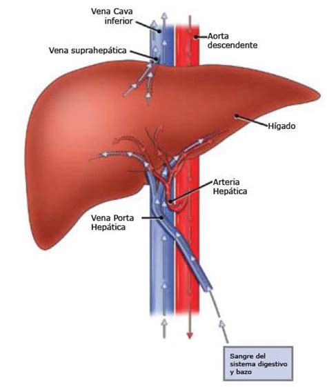 Pin en SISTEMA RENAL Y FISIOLOGÍA HEPÁTICA