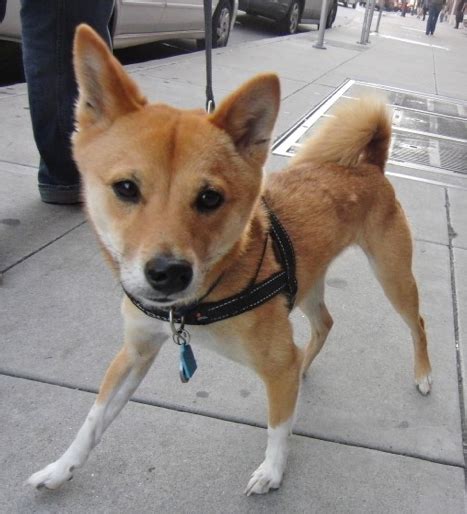 Shiba Inu World: Shiba Inu Weight - How Much Do Shiba Inu's Weight?