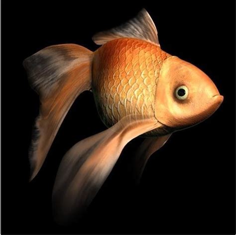 goldfish free 3D model | CGTrader