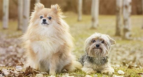 Pom Terrier - A Complete Guide To The Pomeranian Yorkshire Terrier Mix