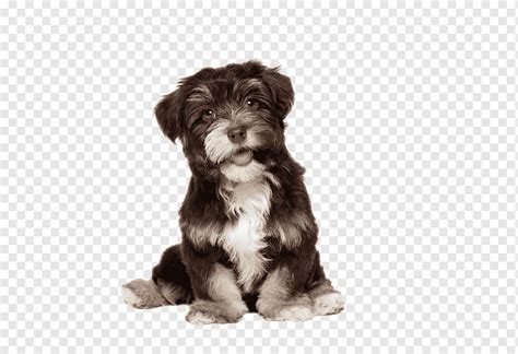 Cute dog, animal, pet, puppy png | PNGWing