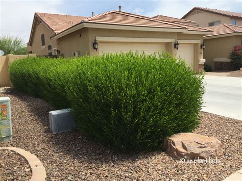 An Attractive, Drought-Tolerant Hedge for Southwestern Gardens: Hop ...