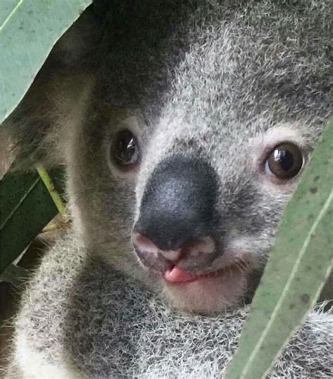 Look at the tongue...precious! | Cuddly animals, Koala, Koala bear