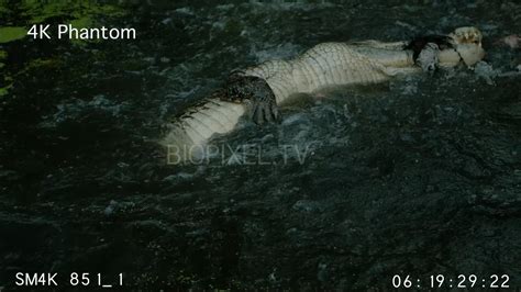 Victim - Saltwater crocodile doing death roll with pig in mouth slow motion 500 frames per ...