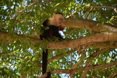 Capuchin Monkey Overview, Lifespan in Captivity & Habitat | Study.com