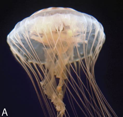 Scientists discover common sea nettle jellyfish is actually two ...