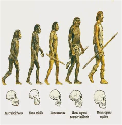 La evolución humana y los cambios sufridos en nuestros antecesores ...