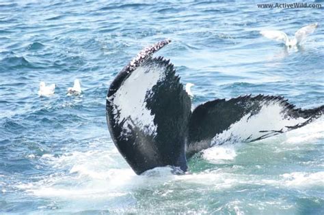 Humpback Whale Facts & Pictures - Complete Species Guide