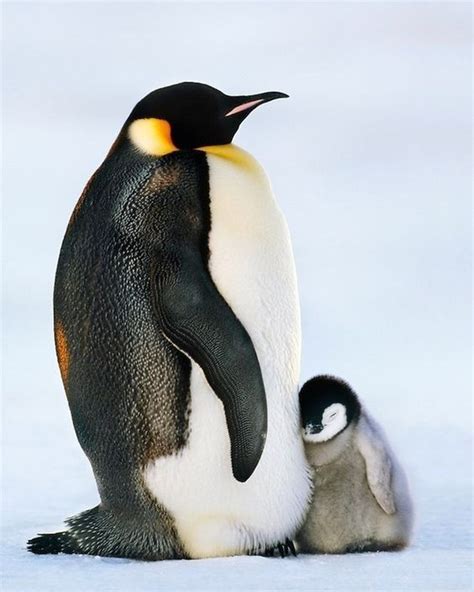 Plenty of Penguin Pictures | Penguins, Baby penguins, Penguin pictures