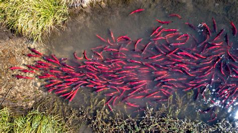 Drones could help researchers count salmon nests - Moldy Chum