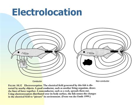 PPT - Electric fish PowerPoint Presentation, free download - ID:3663827