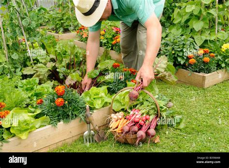 Vegetable raised bed hi-res stock photography and images - Alamy