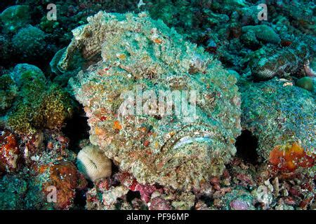 Reef stonefish (Synanceia verrucosa), the world’s most venomous fish ...