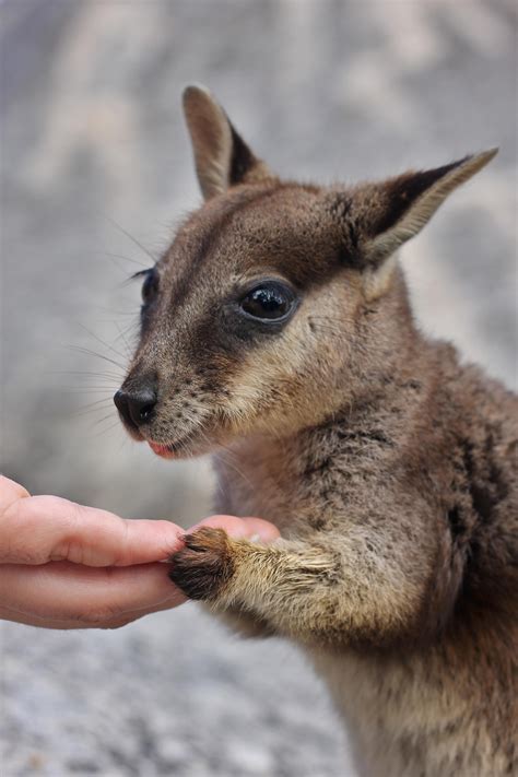 This cute wallaby I found in Australia : r/aww