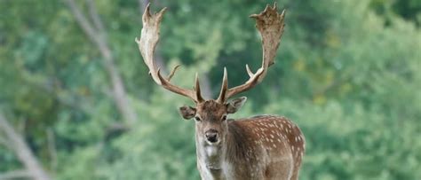 Fallow deer - A-Z Animals