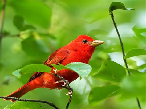 Summer Tanager - FeederWatch