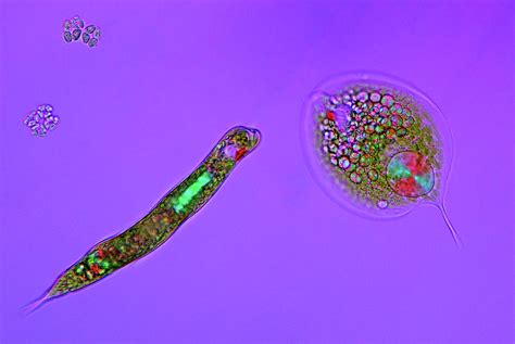 Flagellate Protozoa Photograph by Marek Mis - Pixels