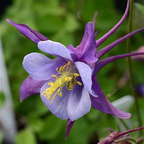 Seeds & Bulbs Perennial Seeds Home 50 Perennial Aquilegia Oriental Columbine Flower Seeds