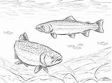 Trouts Coloring Pages  ColoringBay sketch template
