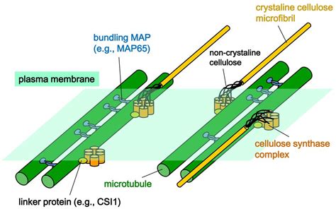 Microfilaments And Microtubules In A Plant Cell