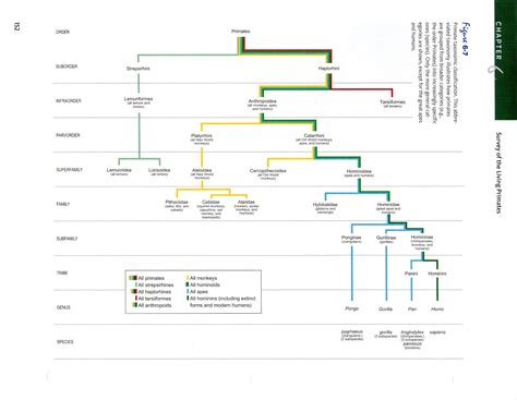 Class Stuff: ANTH 2010 Primate Taxonomy