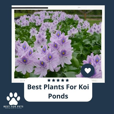 The 11 Best Plants For Koi Ponds - BestForPets.org