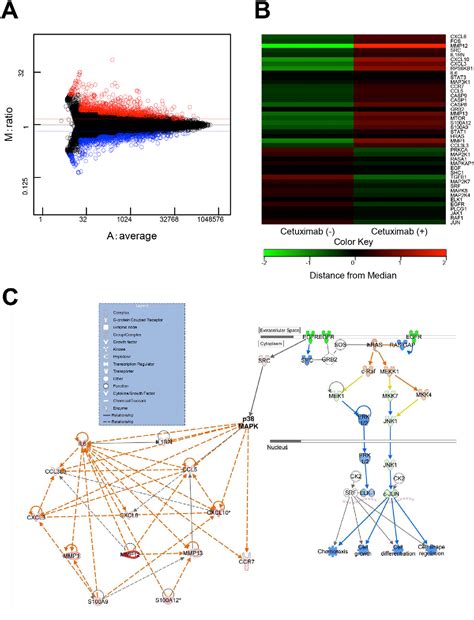 Figure 1 from Growth suppression of human oral cancer cells by ...